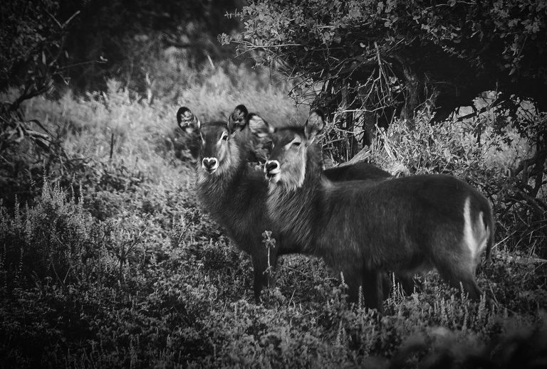 content-width-deer